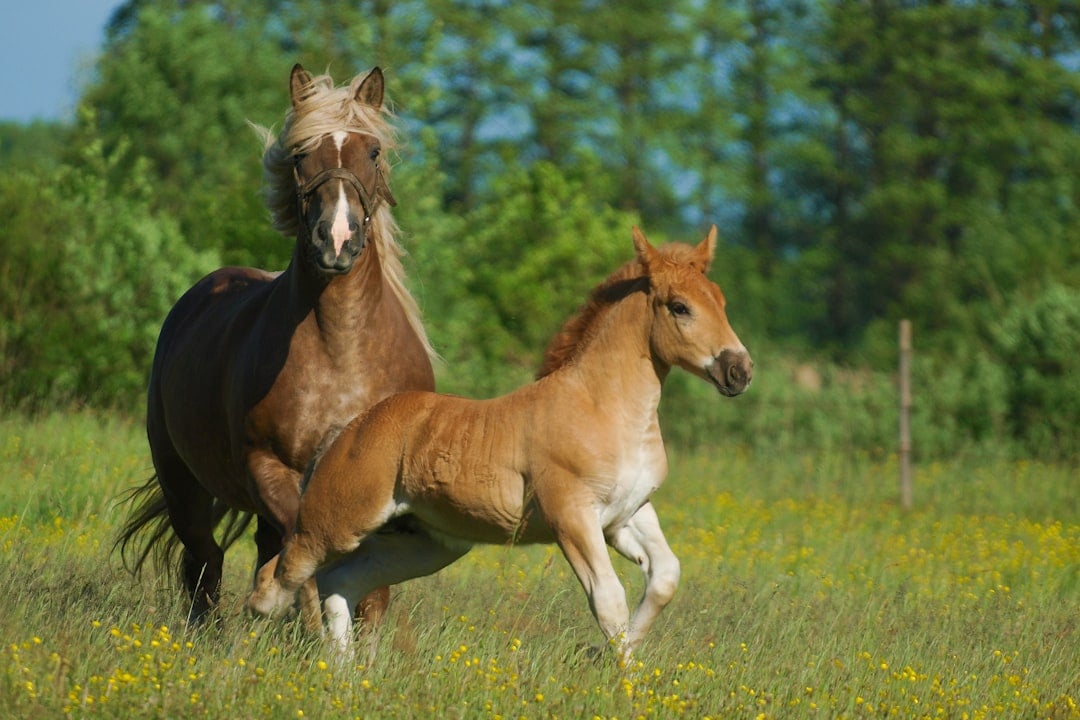 15 Popular Horse Breeds Vets Secretly Wish You'd Stop Choosing