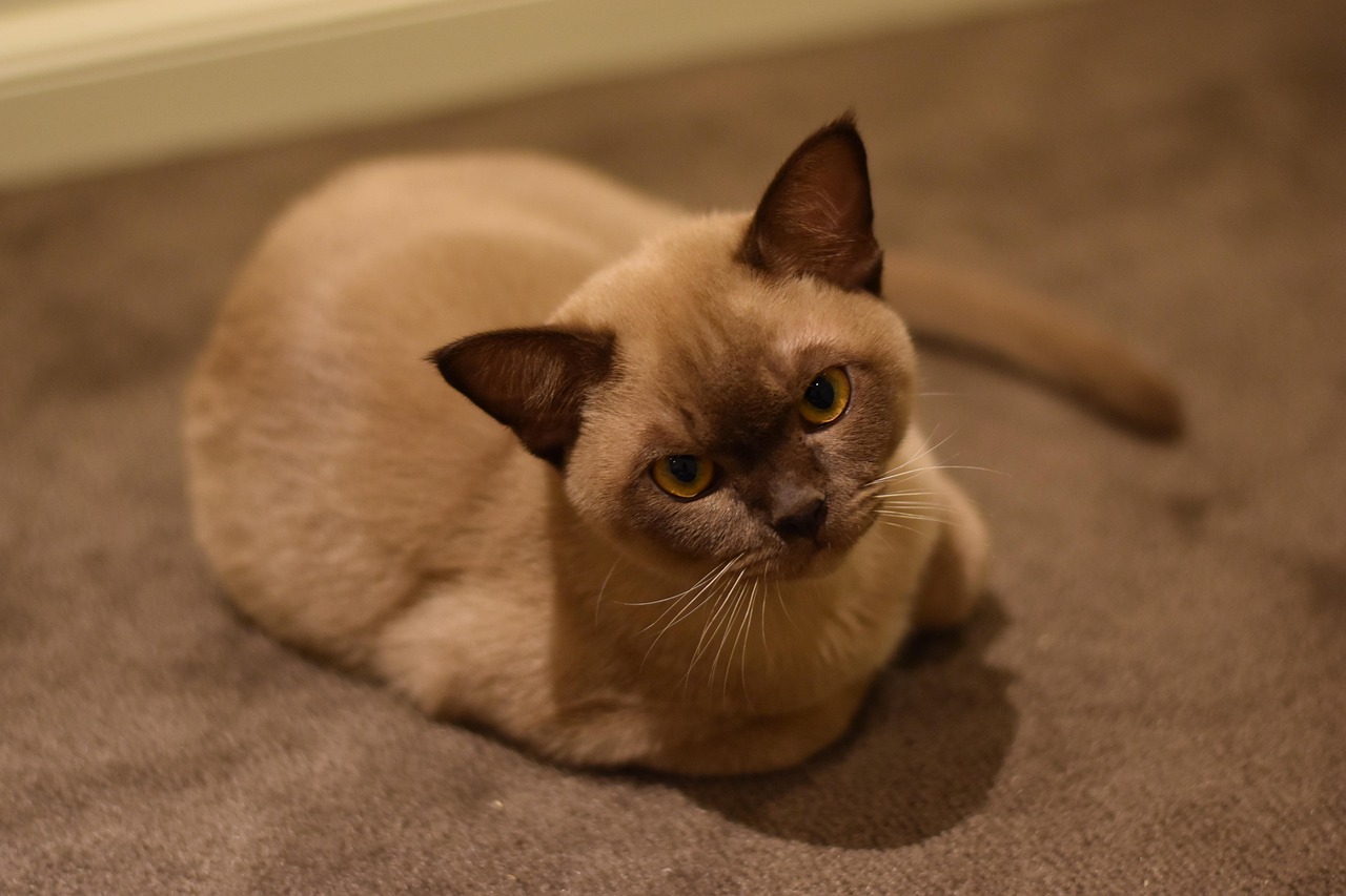 Burmese: The Record-Breaking Champion (image credits: pixabay)