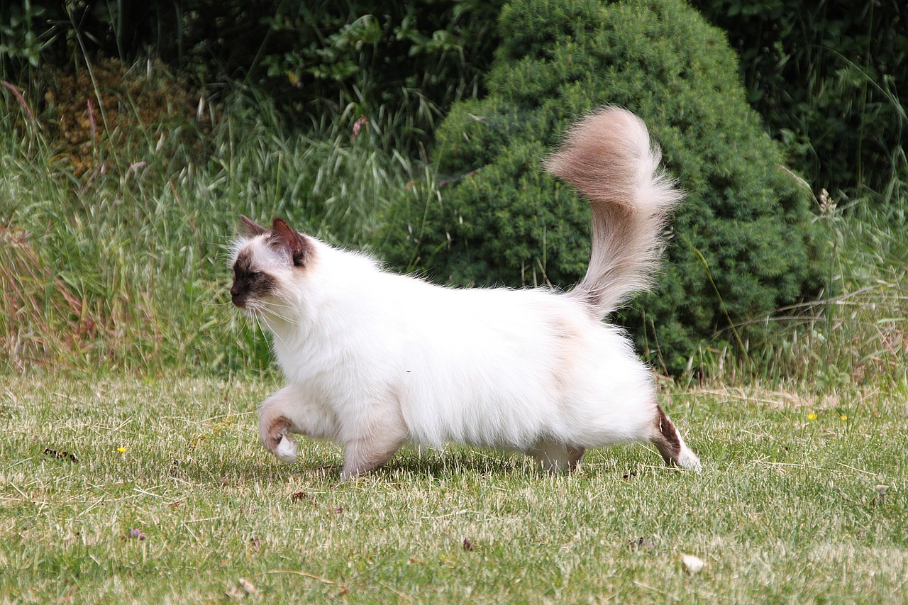 Birman: The Sacred Beauty (image credits: pixabay)