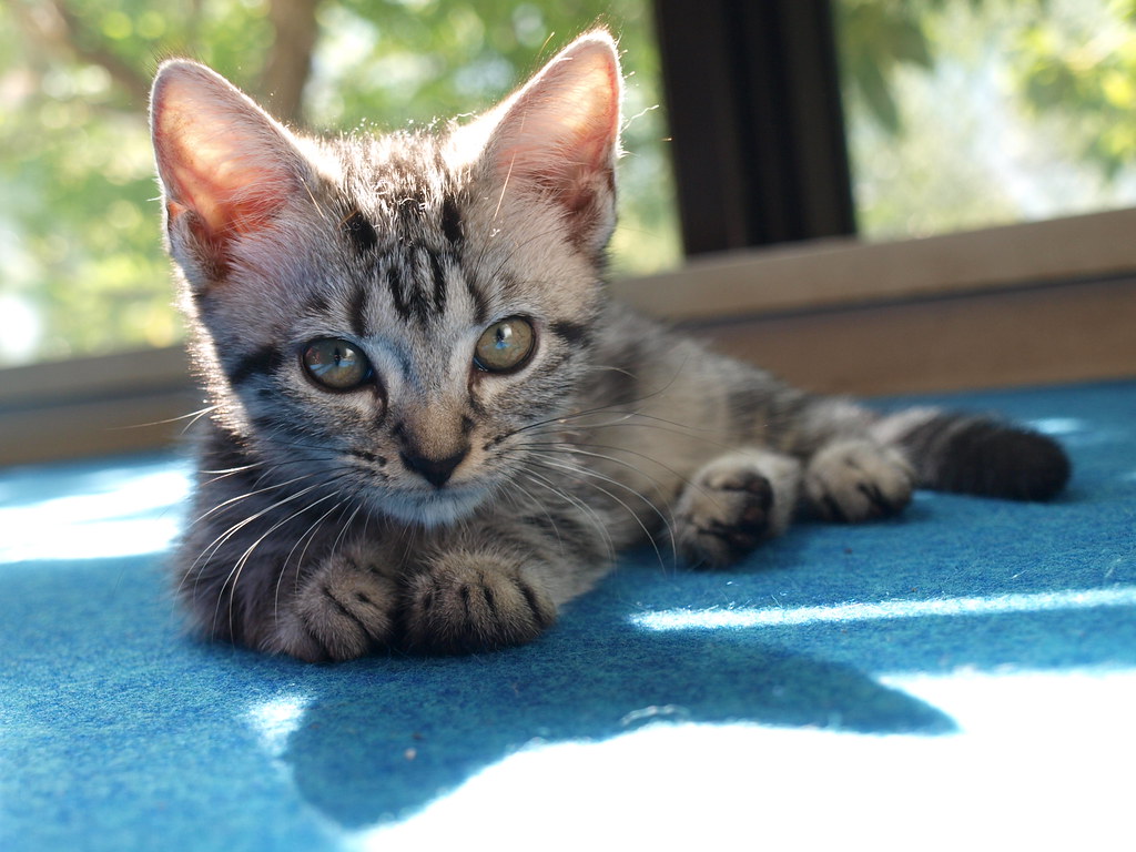 American Shorthair: The Reliable Companion (image credits: flickr)