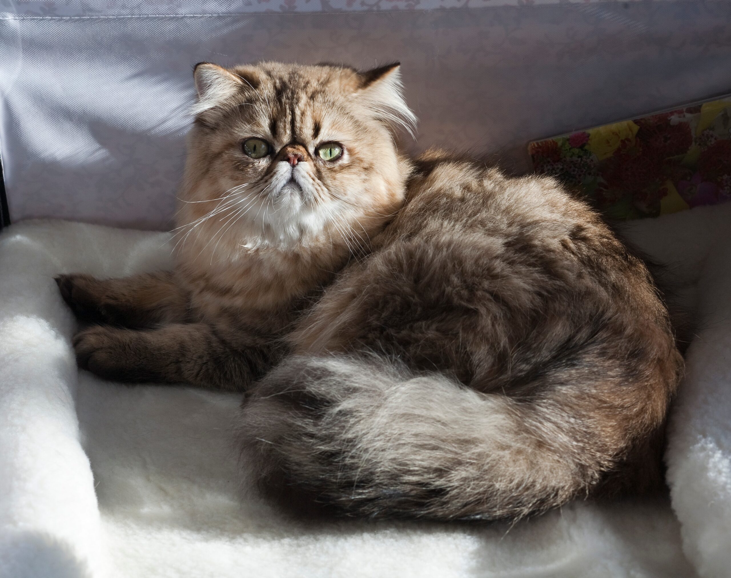 Persian: The Fluffy Marathon Runner (image credits: wikimedia)