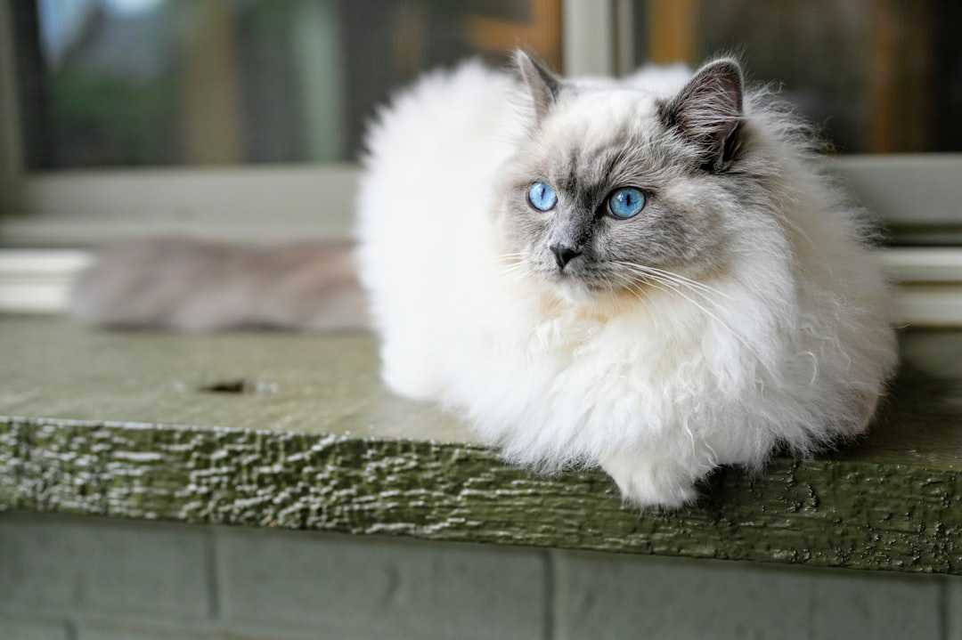 Ragdoll: The Gentle Giant (image credits: unsplash)