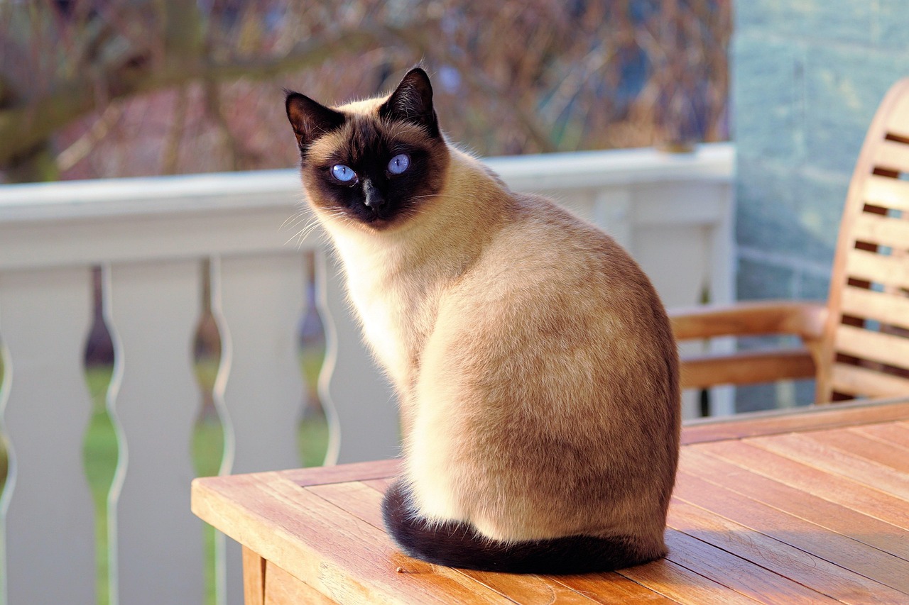 Siamese: The Chatty Survivor (image credits: pixabay)