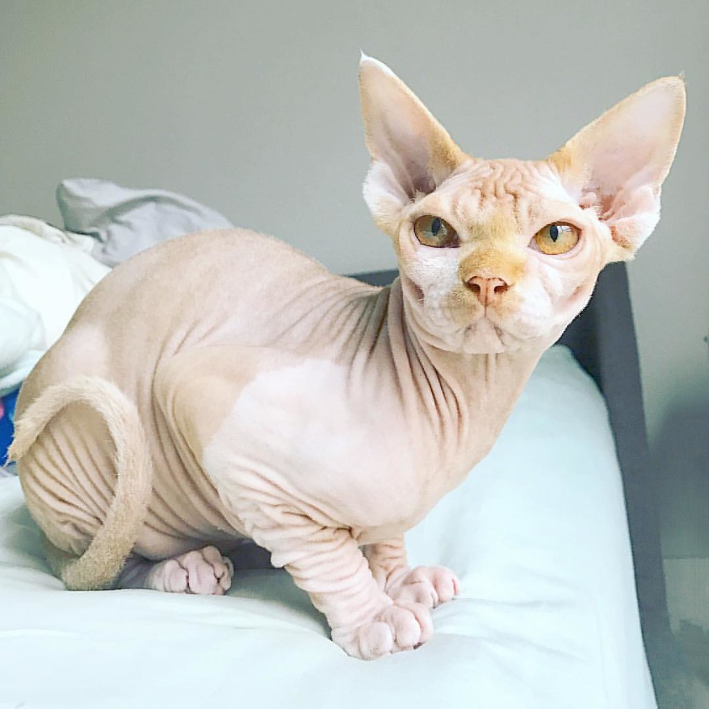 Sphynx: The Hairless Wonder (image credits: flickr)