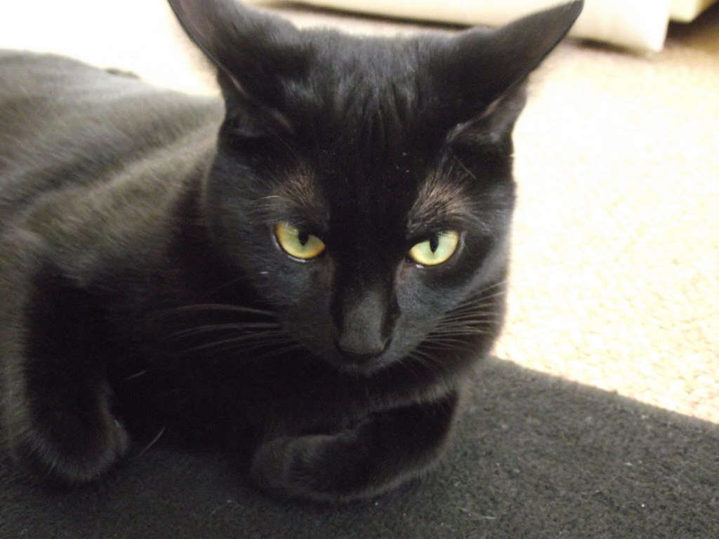 Bombay: The Miniature Panther (image credits: flickr)