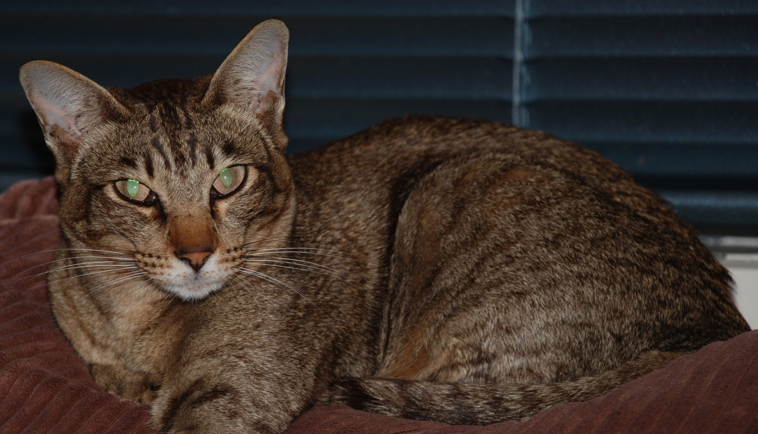 Oriental Shorthair: The Colorful Companion (image credits: wikimedia)