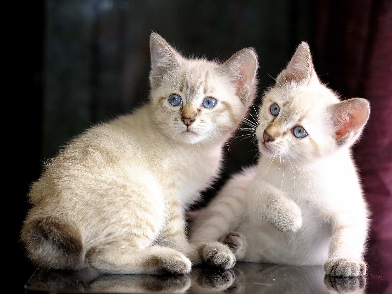 Japanese Bobtail: The Lucky Charm (image credits: wikimedia)
