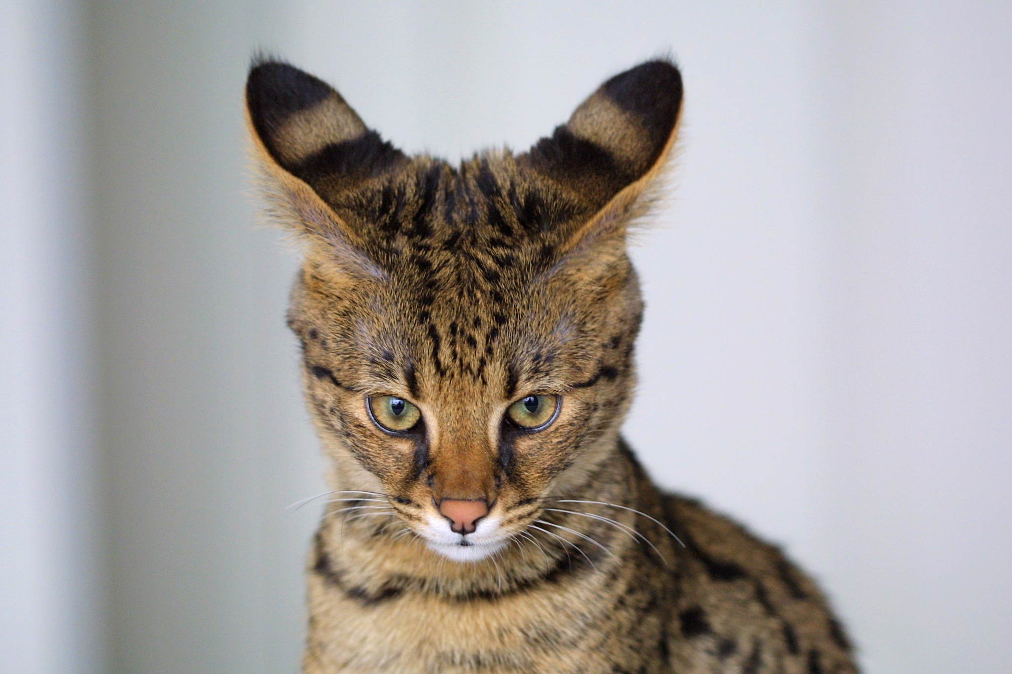 Savannah: The Wild-Looking Survivor (image credits: wikimedia)