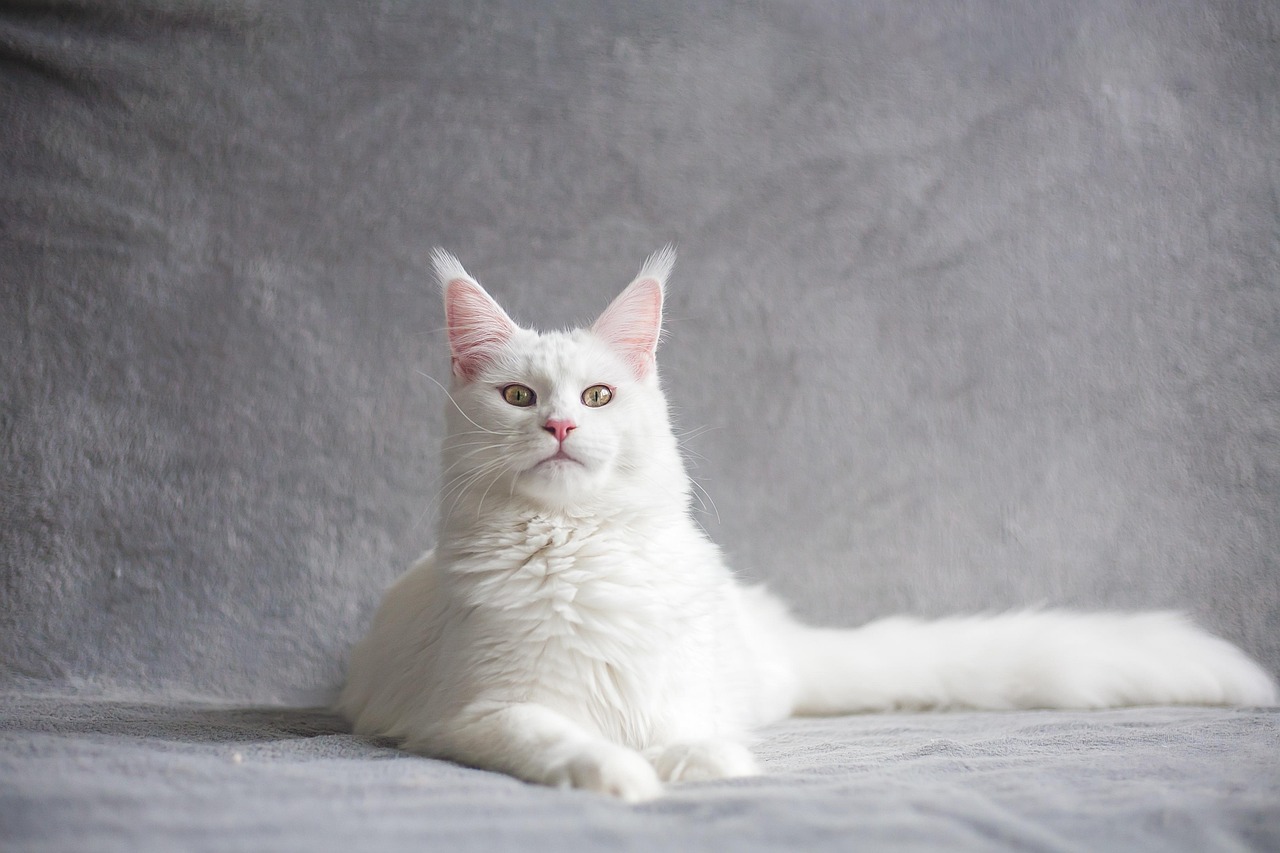 Nebelung: The Rare Silver Beauty (image credits: pixabay)
