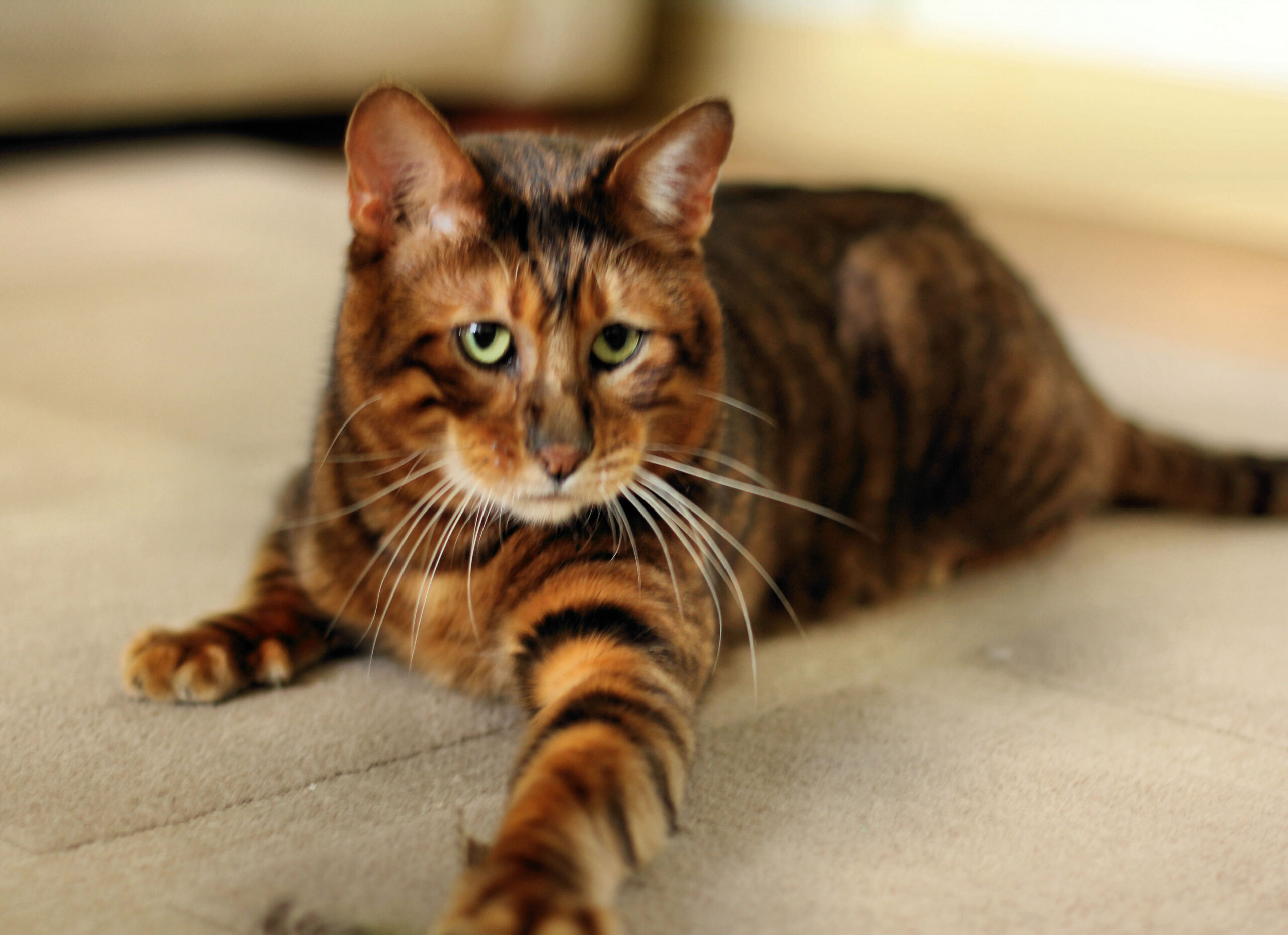 Toyger: The Miniature Tiger (image credits: wikimedia)