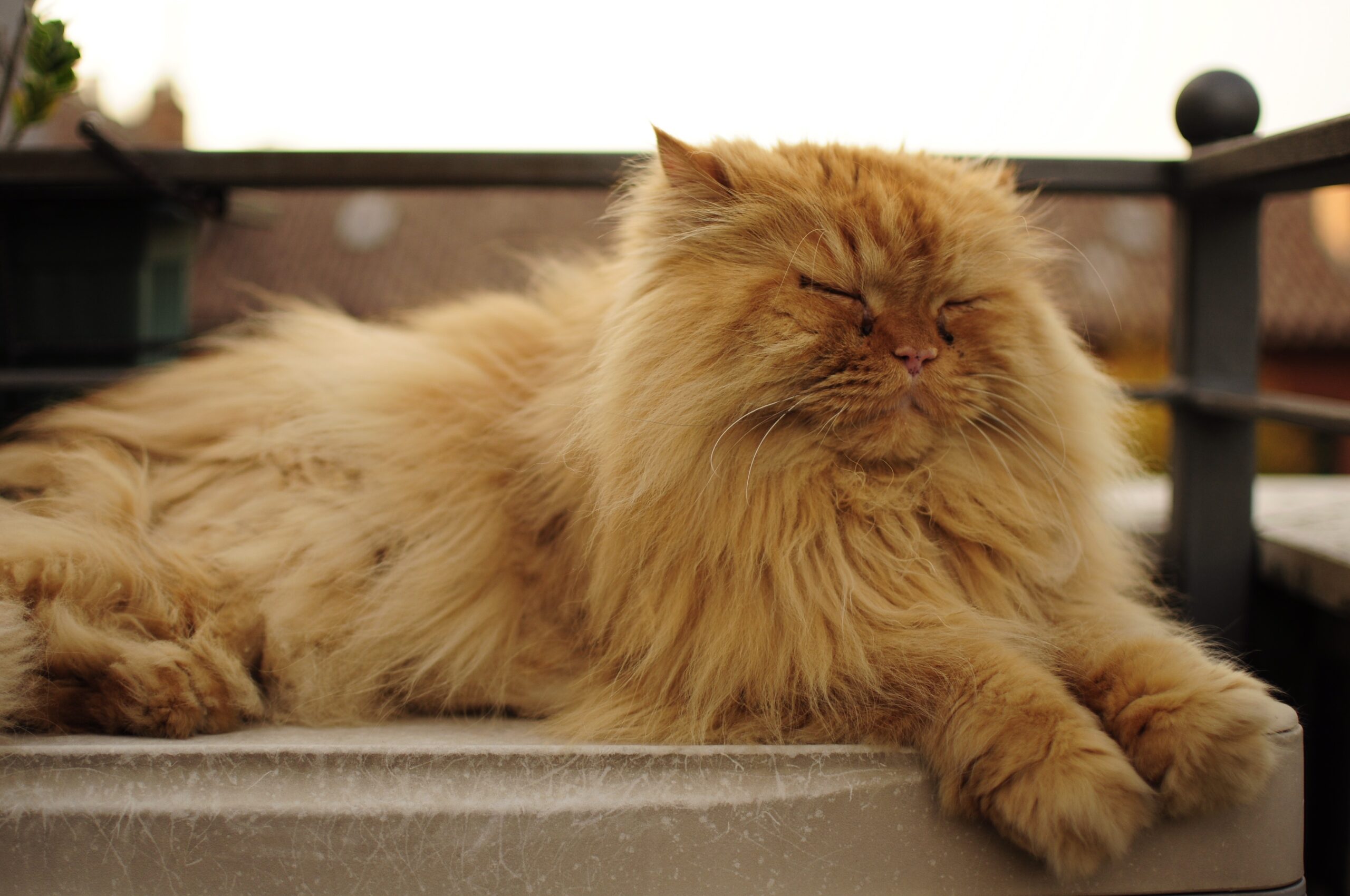 Conclusion: Your Long-Term Feline Investment (image credits: wikimedia)