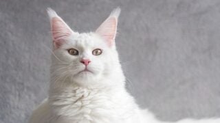 17 Cat Breeds With The Longest Life Expectancy