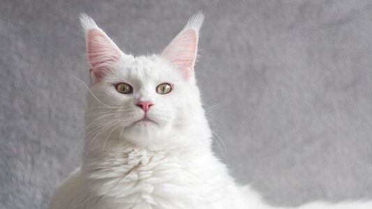 17 Cat Breeds With The Longest Life Expectancy