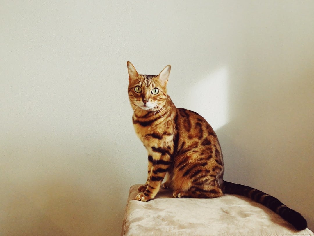 Bengal Cats - Wild Beauty With Genetic Costs (image credits: unsplash)