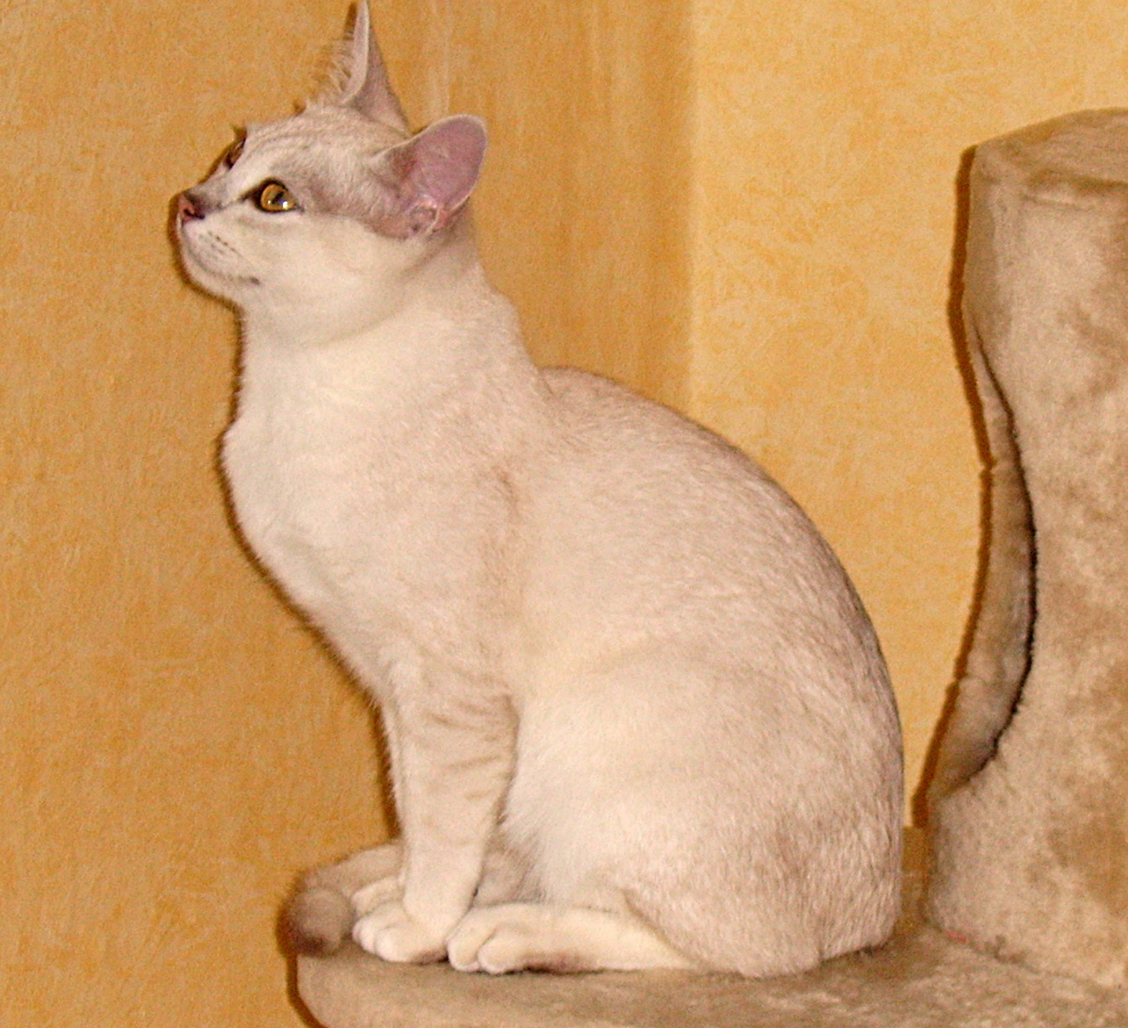 Burmilla Cats - Accidental Beauty With Limited Years (image credits: wikimedia)