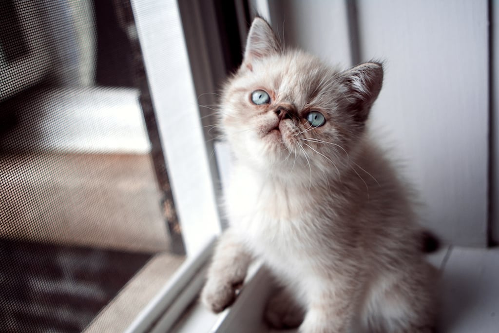 Exotic Shorthair Cats - Persian Problems Without The Fur (image credits: flickr)