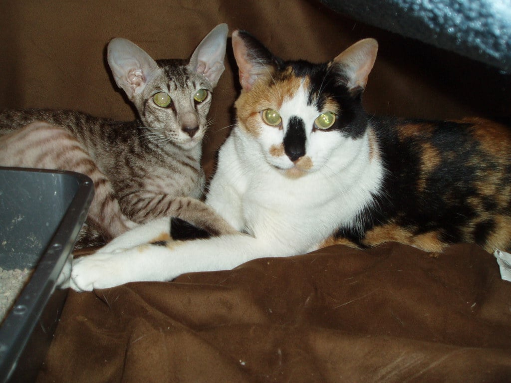 Cymric Cats - Manx Cousins With Similar Struggles (image credits: wikimedia)