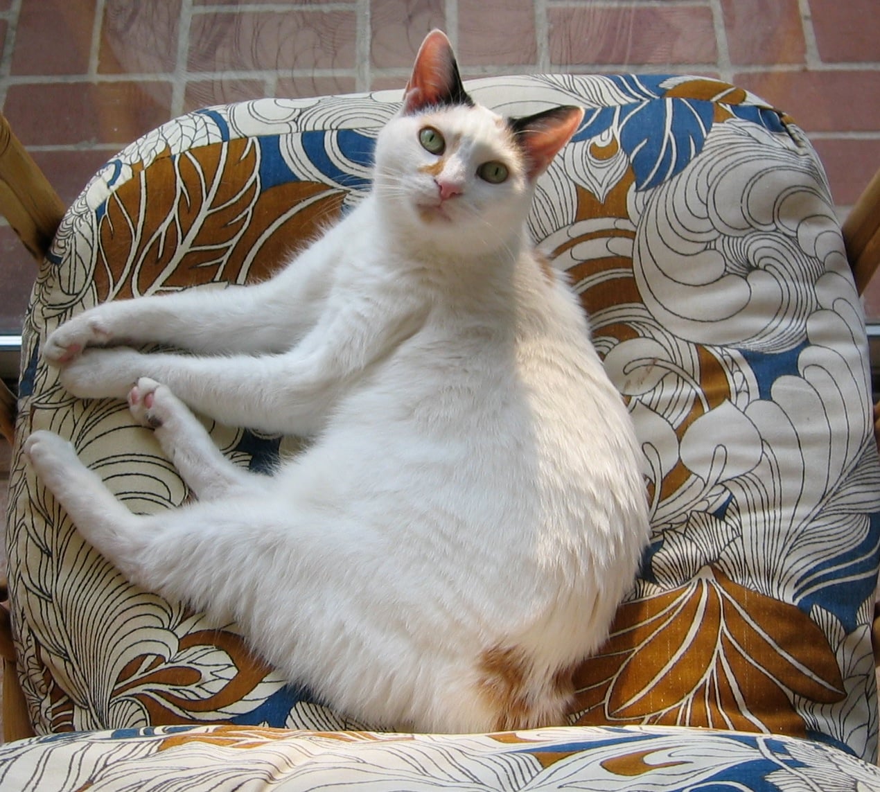 Japanese Bobtail - Ancient Breed With Modern Challenges (image credits: wikimedia)