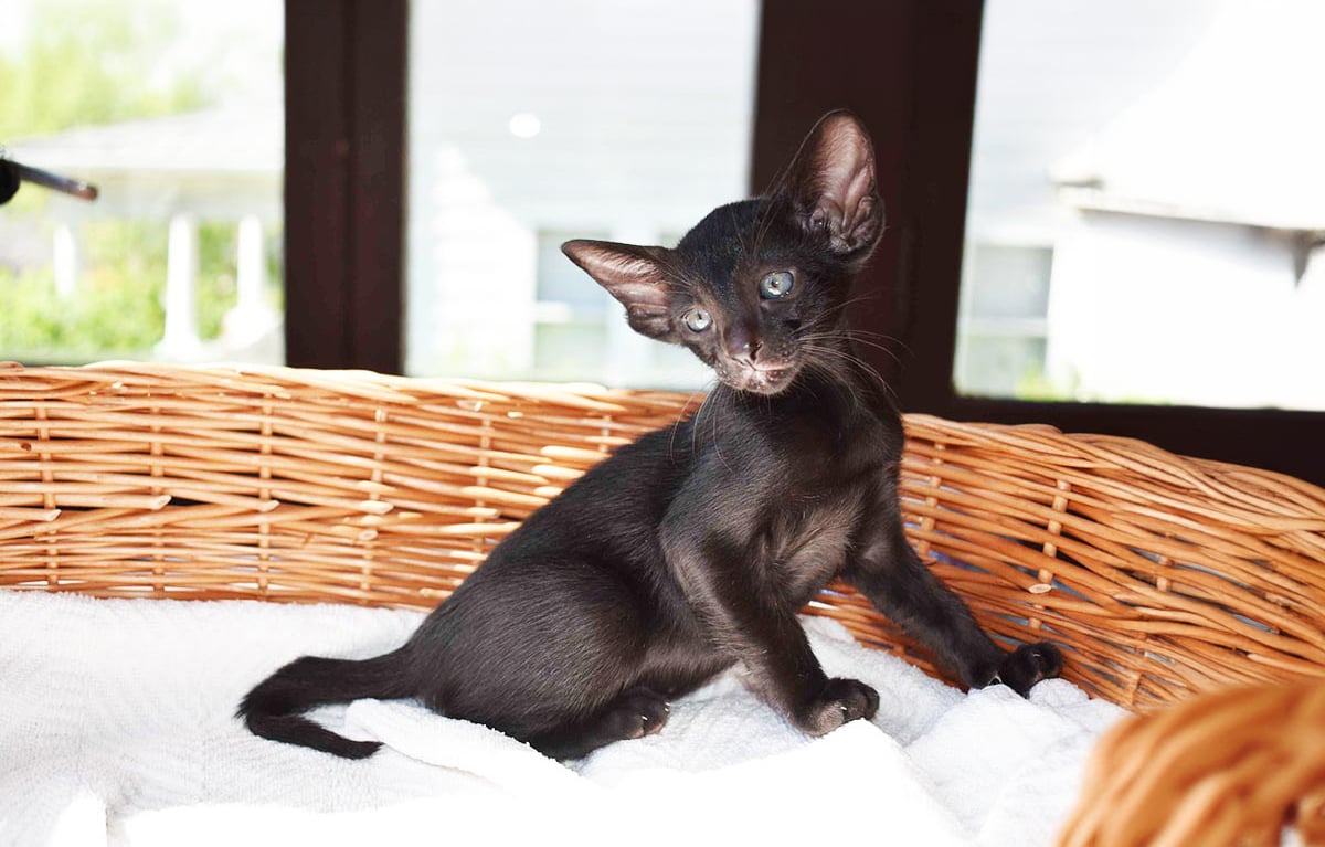 Oriental Shorthair - Siamese Relatives With Health Hurdles (image credits: wikimedia)