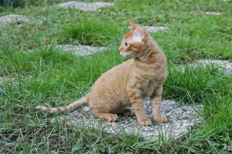 German Rex - Curly Coated With Limited Longevity (image credits: wikimedia)