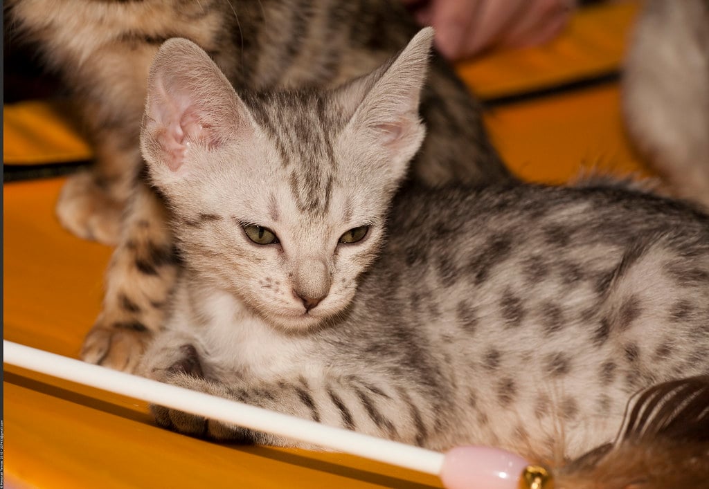 Ocicat - Domestic Cats With Wild Appearance Challenges (image credits: flickr)