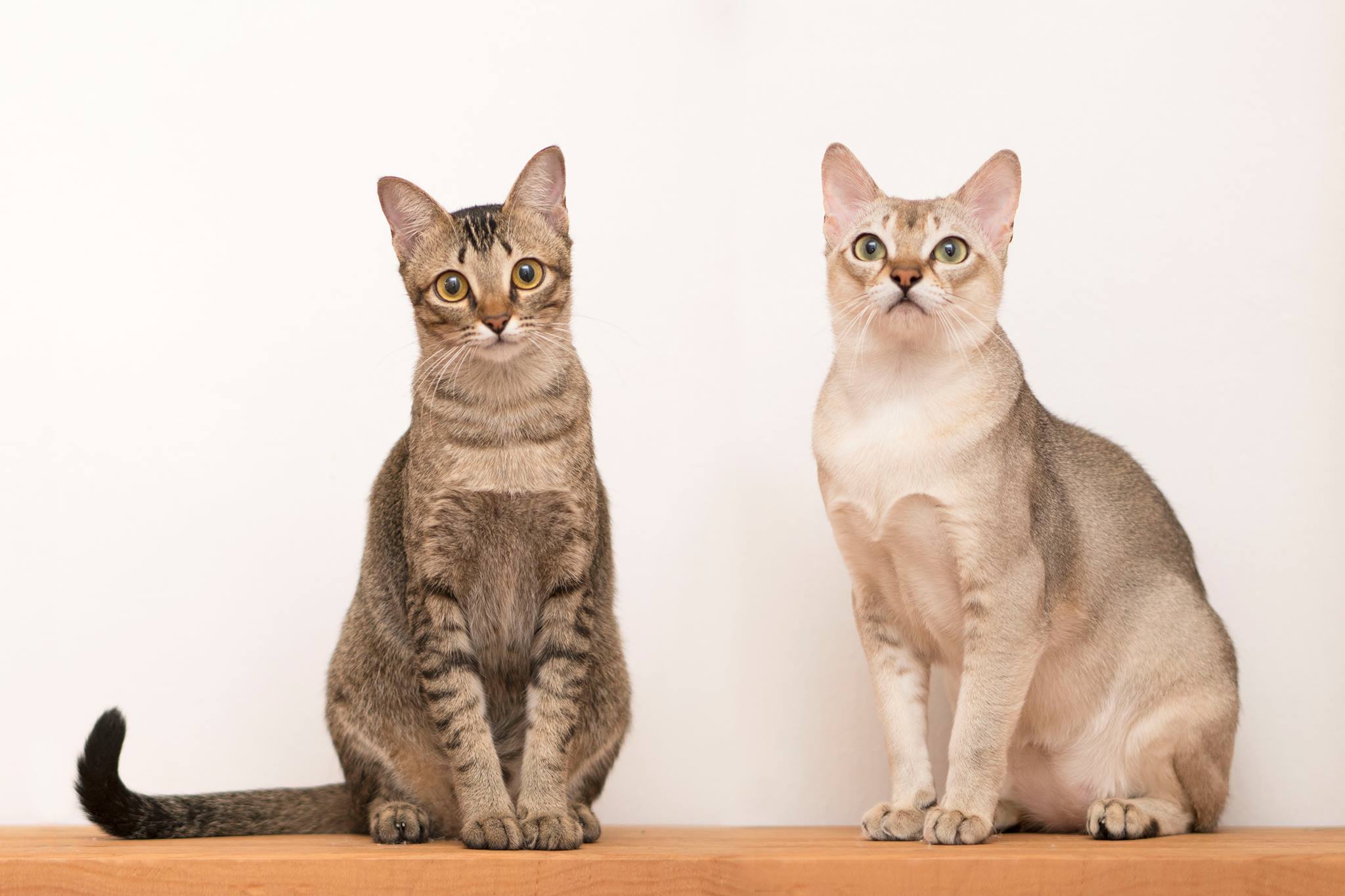 Singapura - Tiny Cats With Big Health Concerns (image credits: wikimedia)