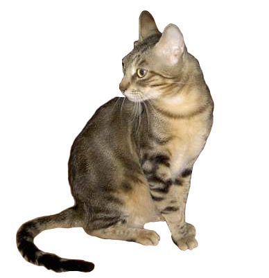 Sokoke - Rare Heritage With Limited Data (image credits: wikimedia)