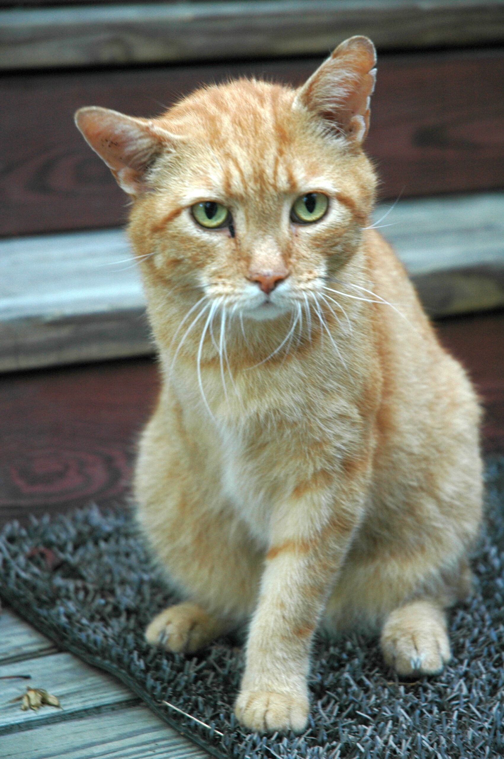 Munchkin Cats - Short Legs, Shortened Lifespans (image credits: wikimedia)