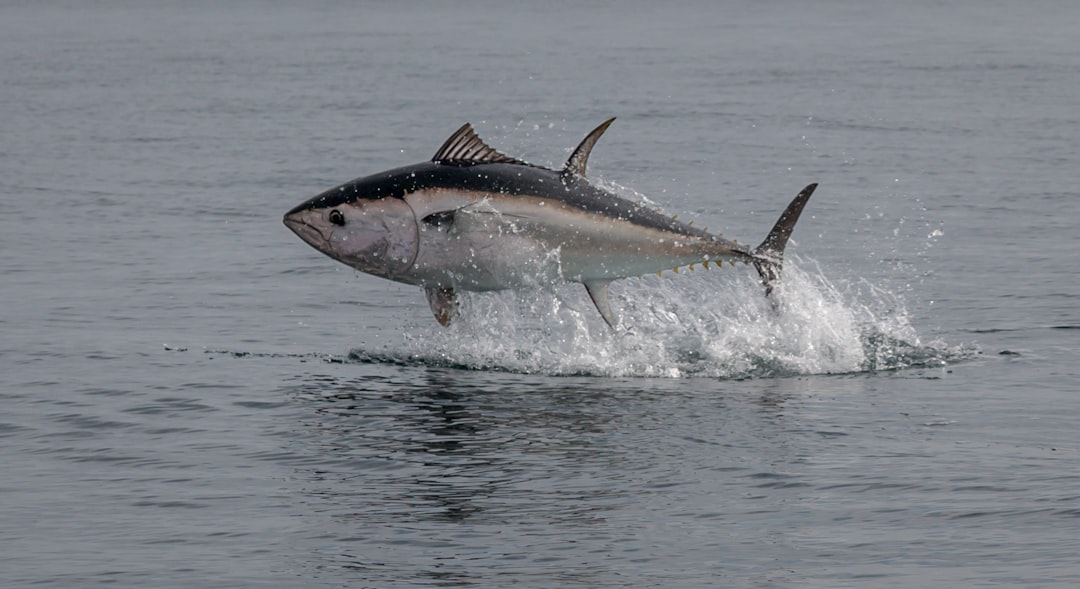 Bluefin Tuna: The Million-Dollar Fish That Changed Everything (image credits: unsplash)