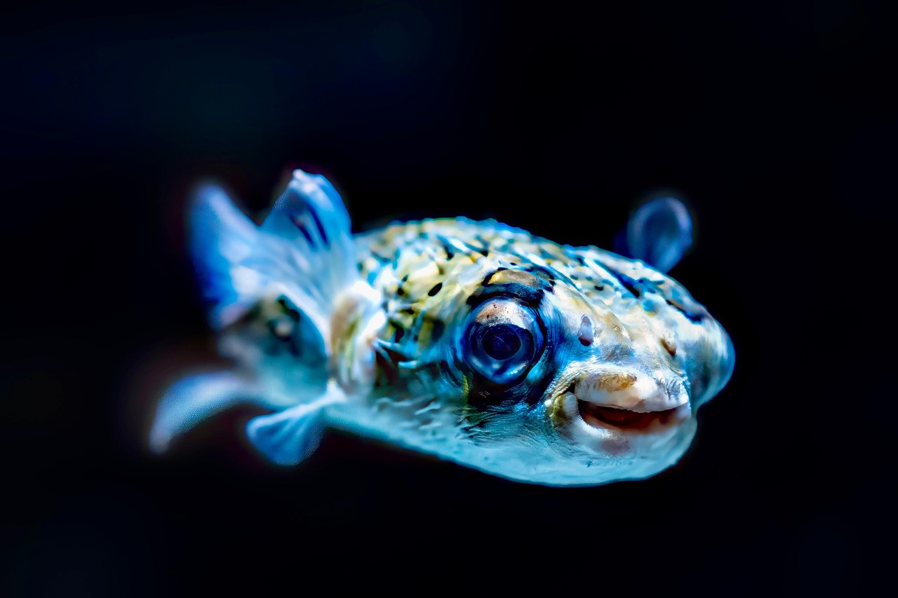 Fugu (Pufferfish): The Deadly Delicacy That Thrills Diners (image credits: pixabay)