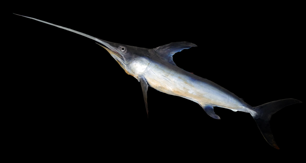Swordfish: The Oceanic Gladiator on Your Plate (image credits: wikimedia)