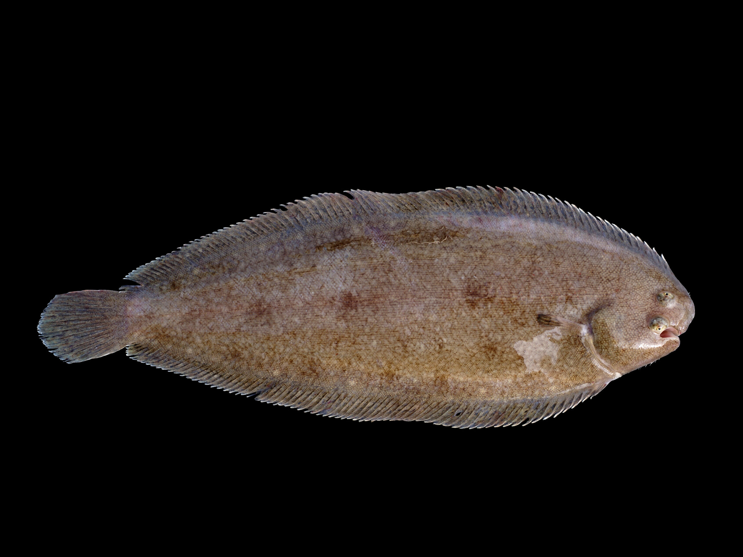 Dover Sole: The Royal Fish Fit for Kings (image credits: wikimedia)