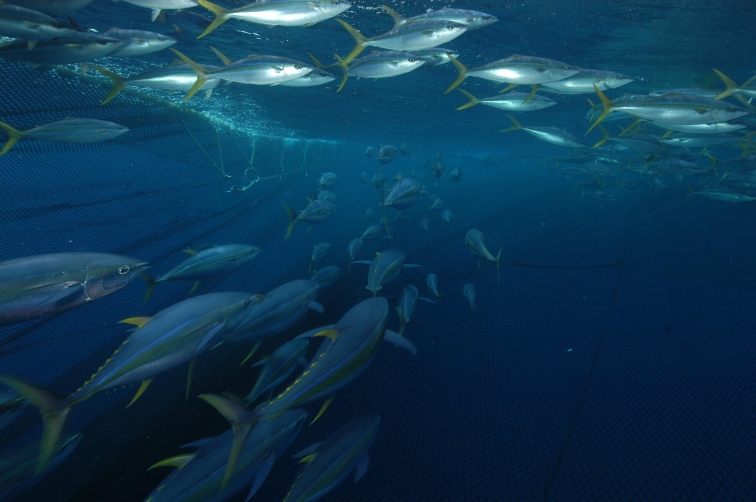 Yellowfin Tuna: The Ahi Alternative That Delivers (image credits: wikimedia)