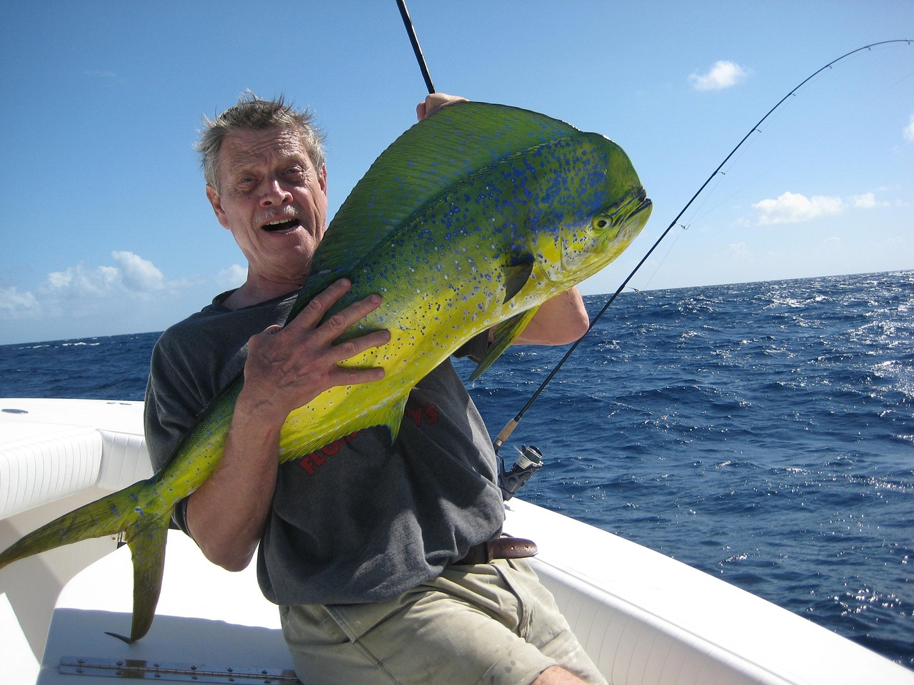 Mahi Mahi: The Tropical Beauty with Premium Appeal (image credits: pixabay)