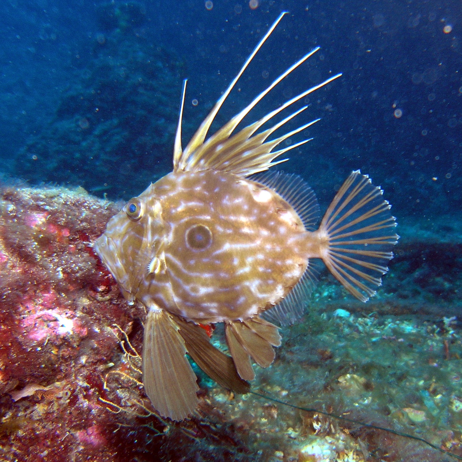 John Dory: The Underrated European Delicacy (image credits: wikimedia)