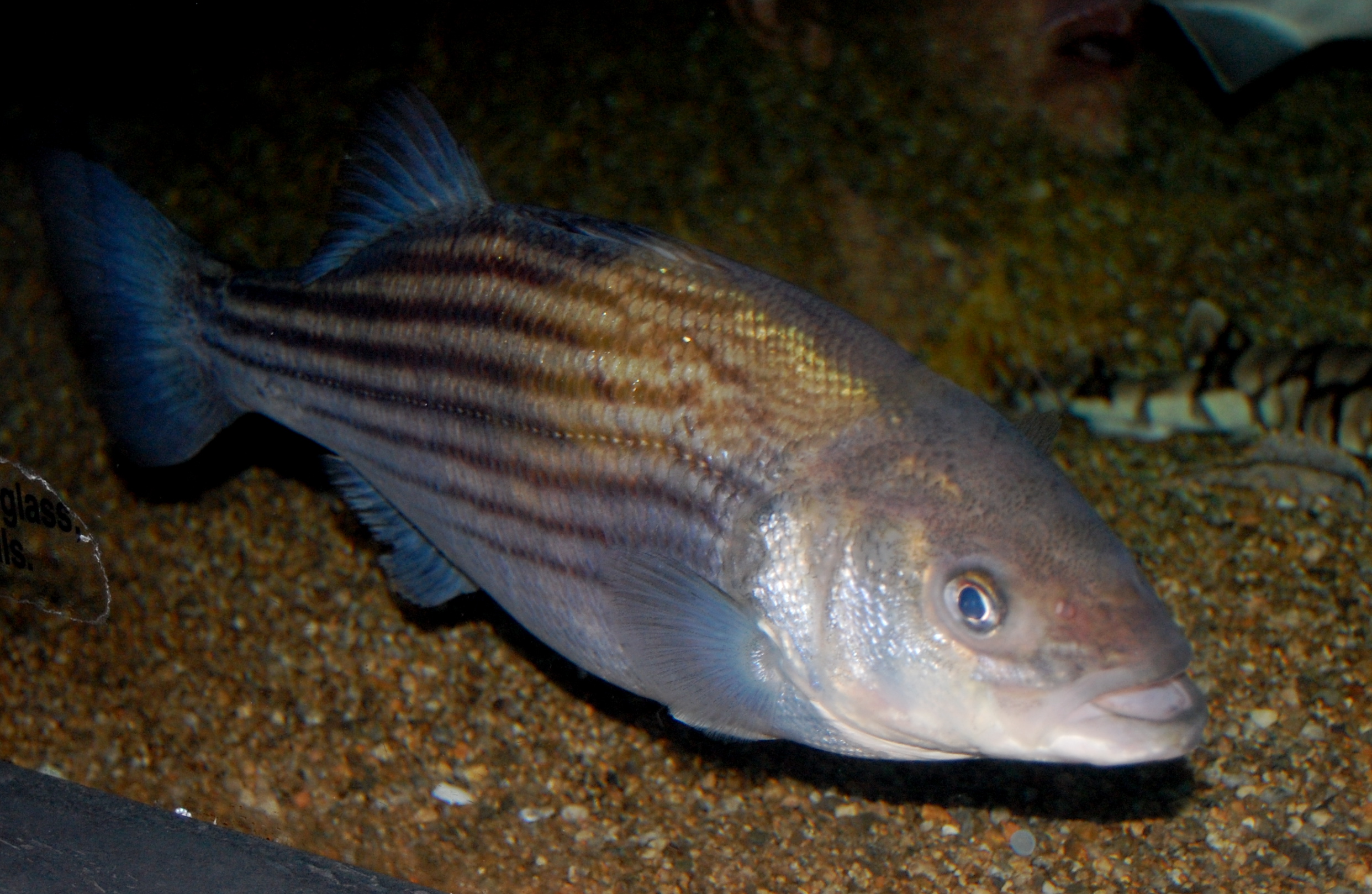 Wild Striped Bass: America's Premium Catch (image credits: wikimedia)