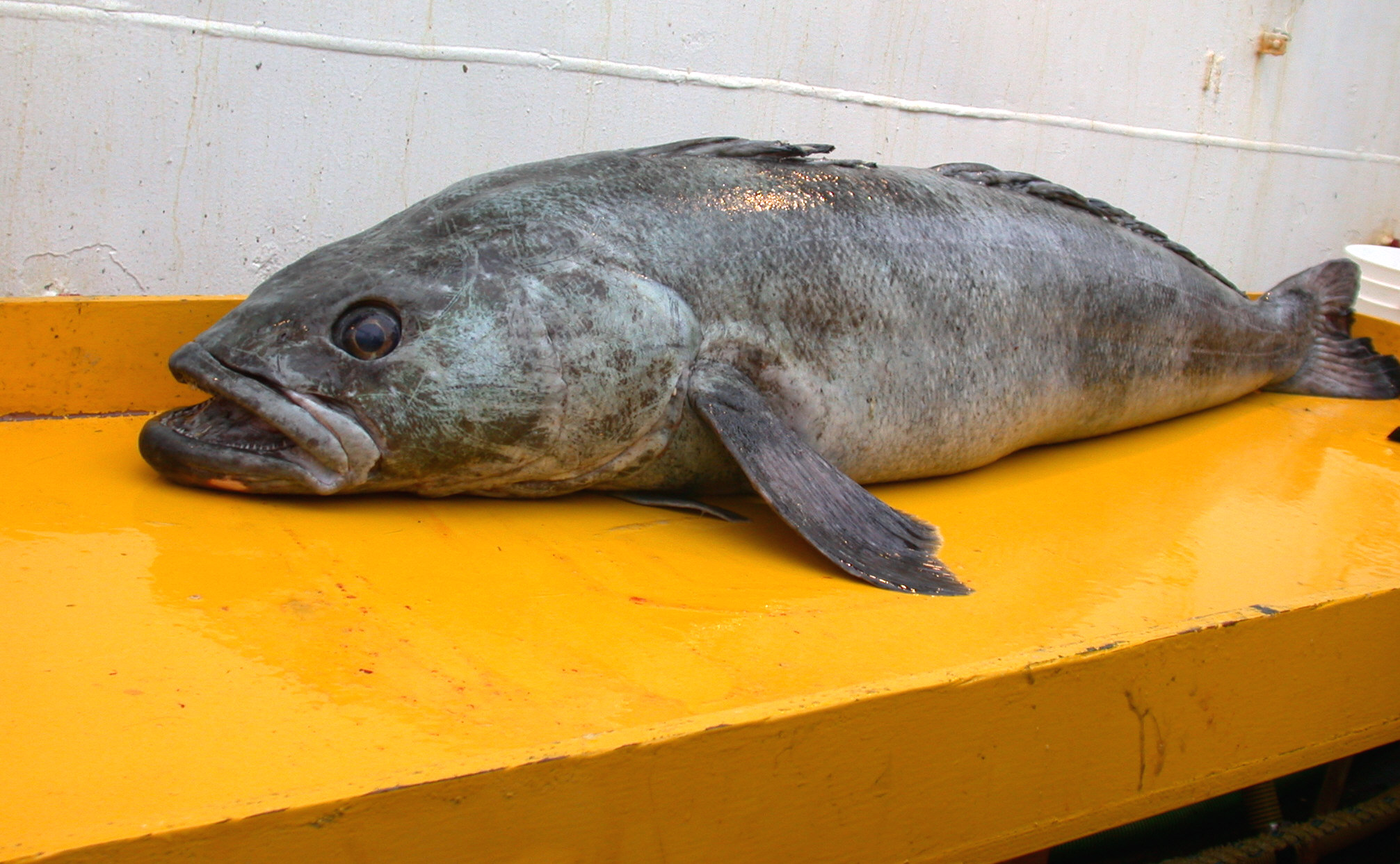 Wild Chilean Sea Bass: The Antarctic Treasure (image credits: wikimedia)