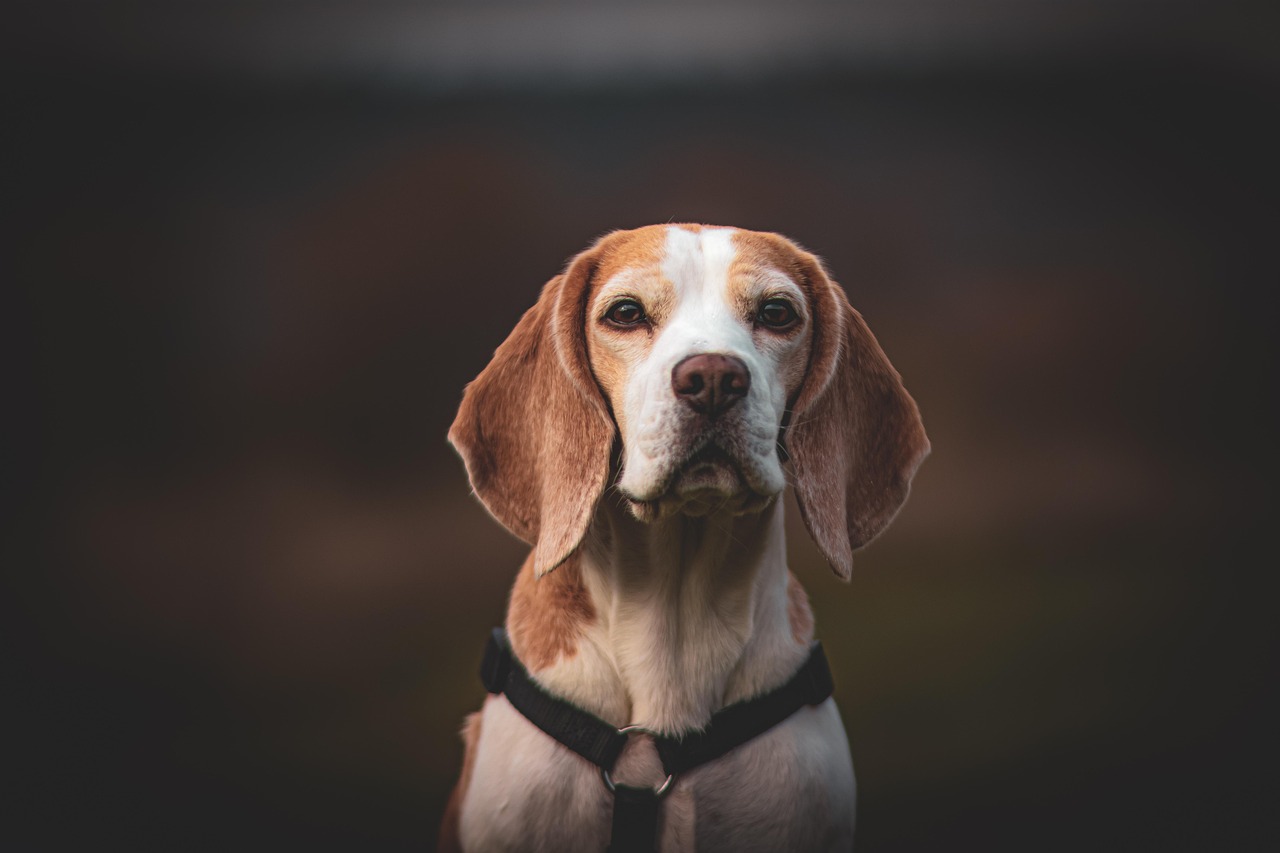Beagles: The Vocal Virtuosos That Never Take a Break (image credits: pixabay)