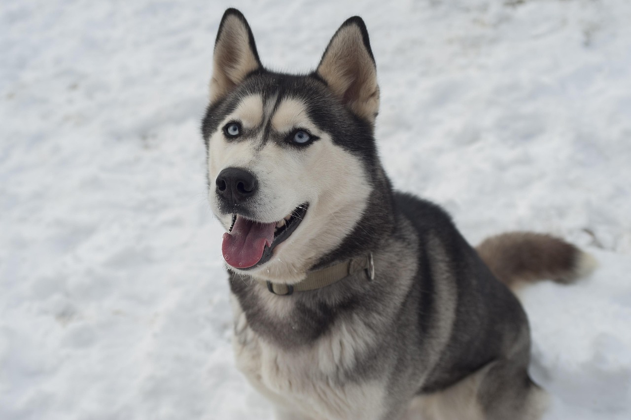Siberian Huskies: The Drama Queens of the Dog World (image credits: pixabay)
