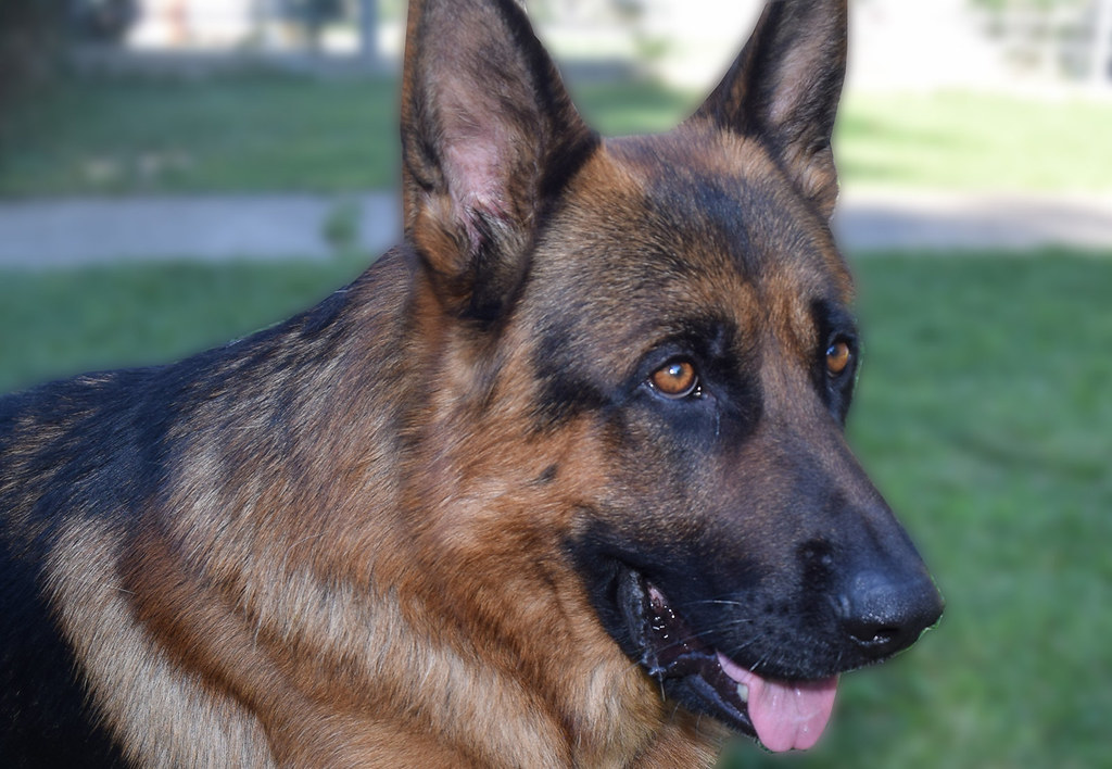 German Shepherds: The Professional Communicators (image credits: flickr)