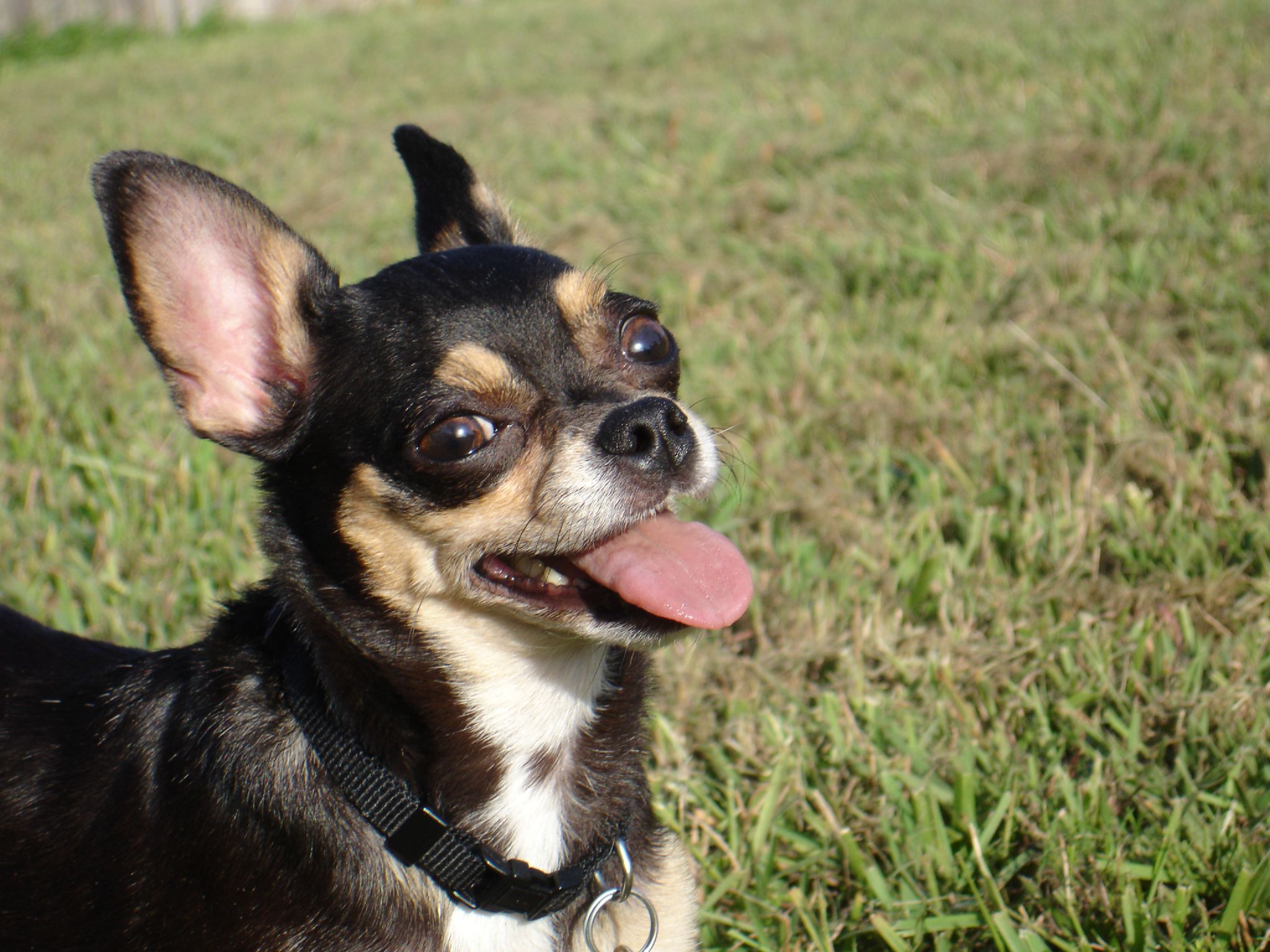 Chihuahuas: Tiny Dogs With Giant Opinions (image credits: wikimedia)