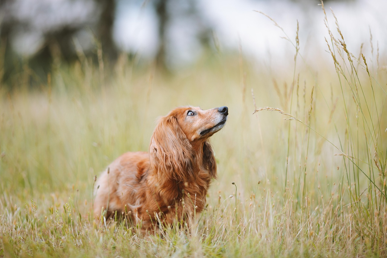 Dachshunds: Small Bodies, Big Barks (image credits: pixabay)