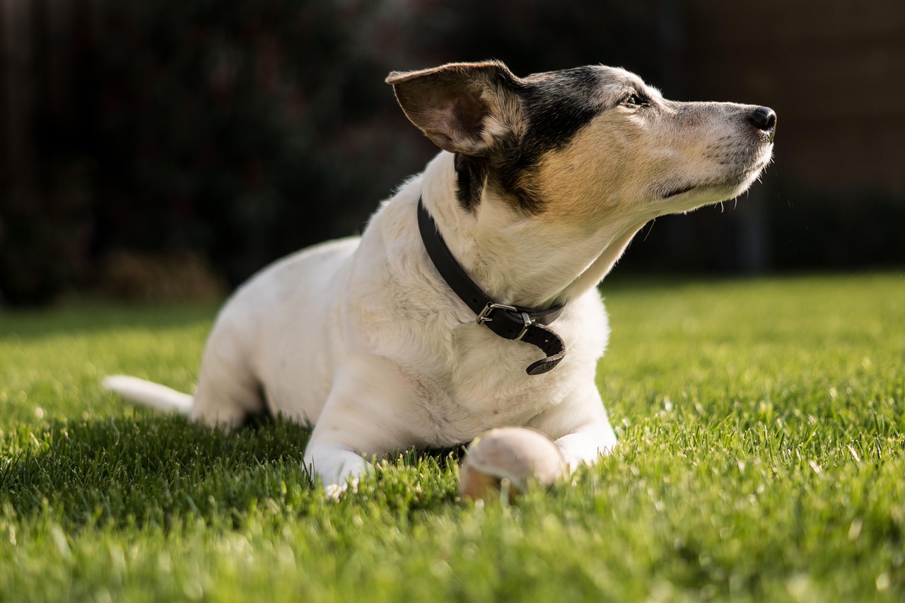 Jack Russell Terriers: Energy-Fueled Noise Machines (image credits: pixabay)