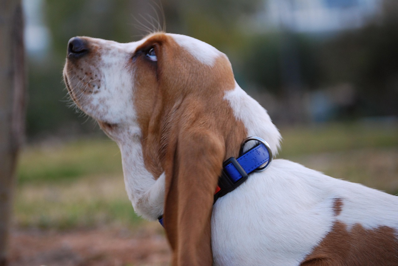 Basset Hounds: The Howling Specialists (image credits: pixabay)