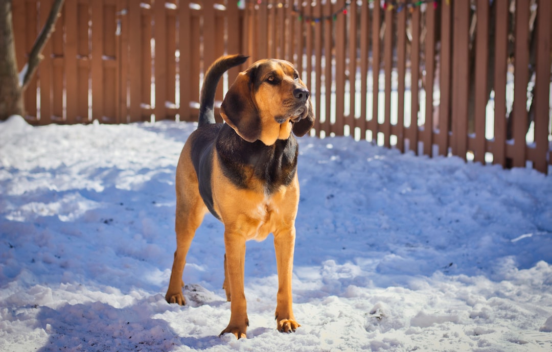 Bloodhounds: The Vocal Detectives (image credits: unsplash)