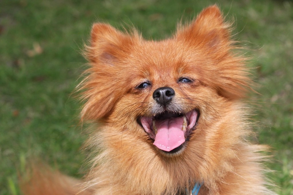 Pomeranians: Fluffy Fireballs of Sound (image credits: rawpixel)