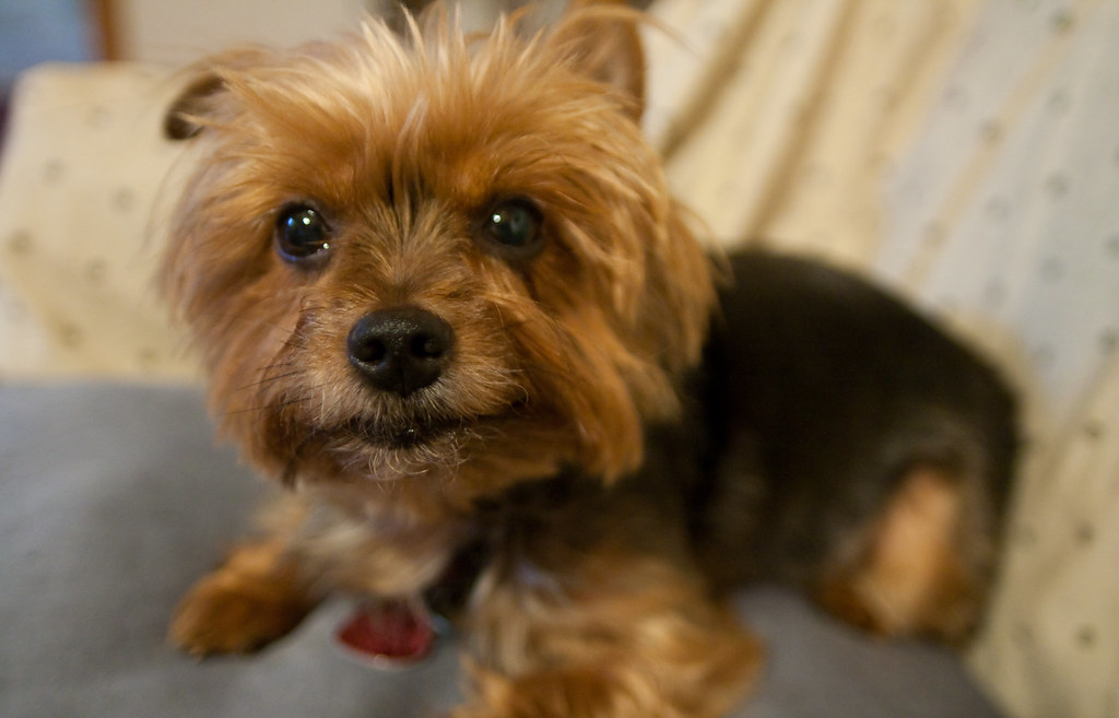 Yorkshire Terriers: Tiny Watchdogs With No Volume Control (image credits: flickr)