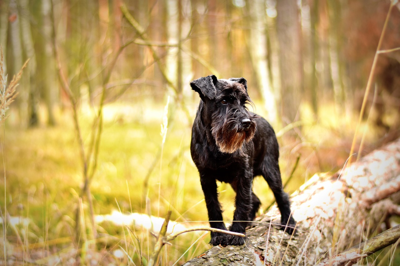 Miniature Schnauzers: The Neighborhood Alert System (image credits: pixabay)