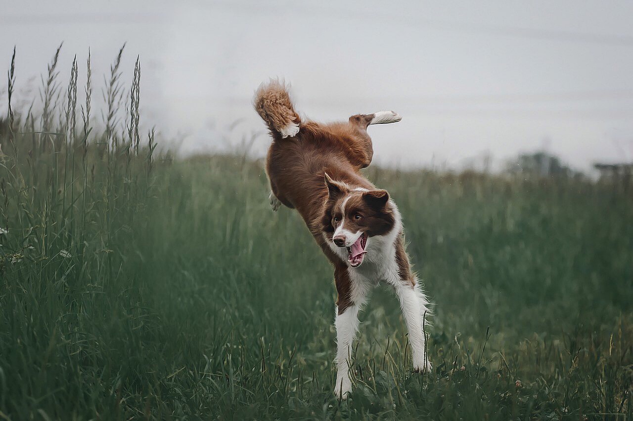 Border Collies: The Intellectual Barkers (image credits: pixabay)