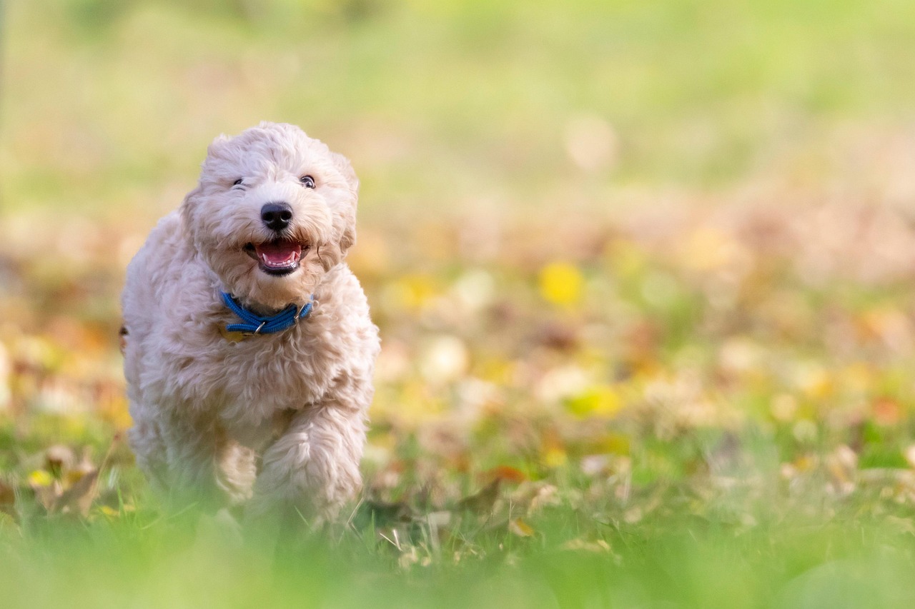 Bichon Frises: Fluffy Chatterboxes (image credits: pixabay)